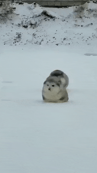 冬の犬の散歩、道路の雪を食べてはダメ…獣医師が警鐘　「融雪剤」成分で中毒症状、肉球に「皮膚炎」の可能性　寒さにストレス感じる犬も