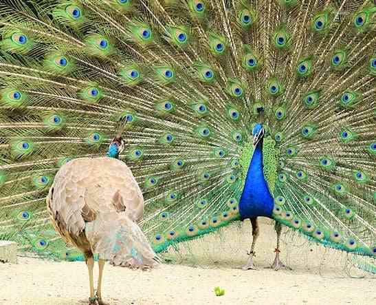 20代未婚男性の46%が交際経験なし、過去最高 女性も同様の傾向