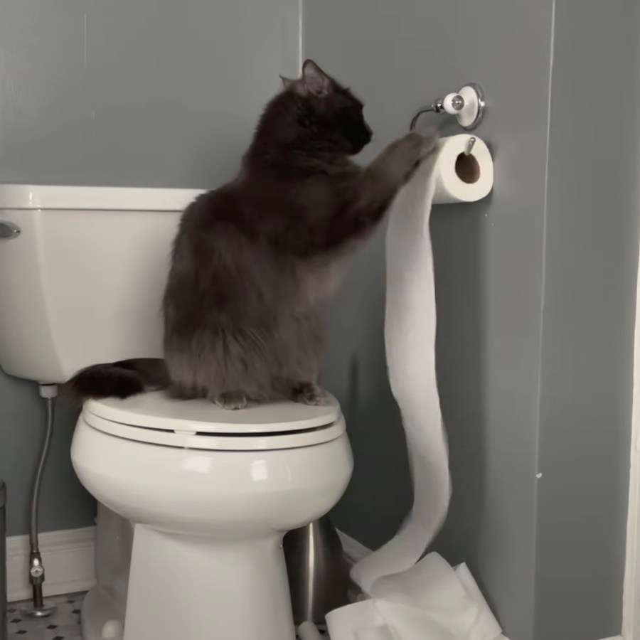 トイレットペーパーのお気に入りはありますか。