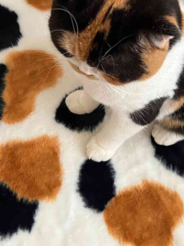 色んな毛布が見たい