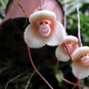 珍しいと思った画像トピ