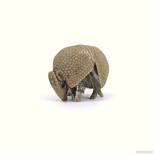珍しいと思った画像トピ