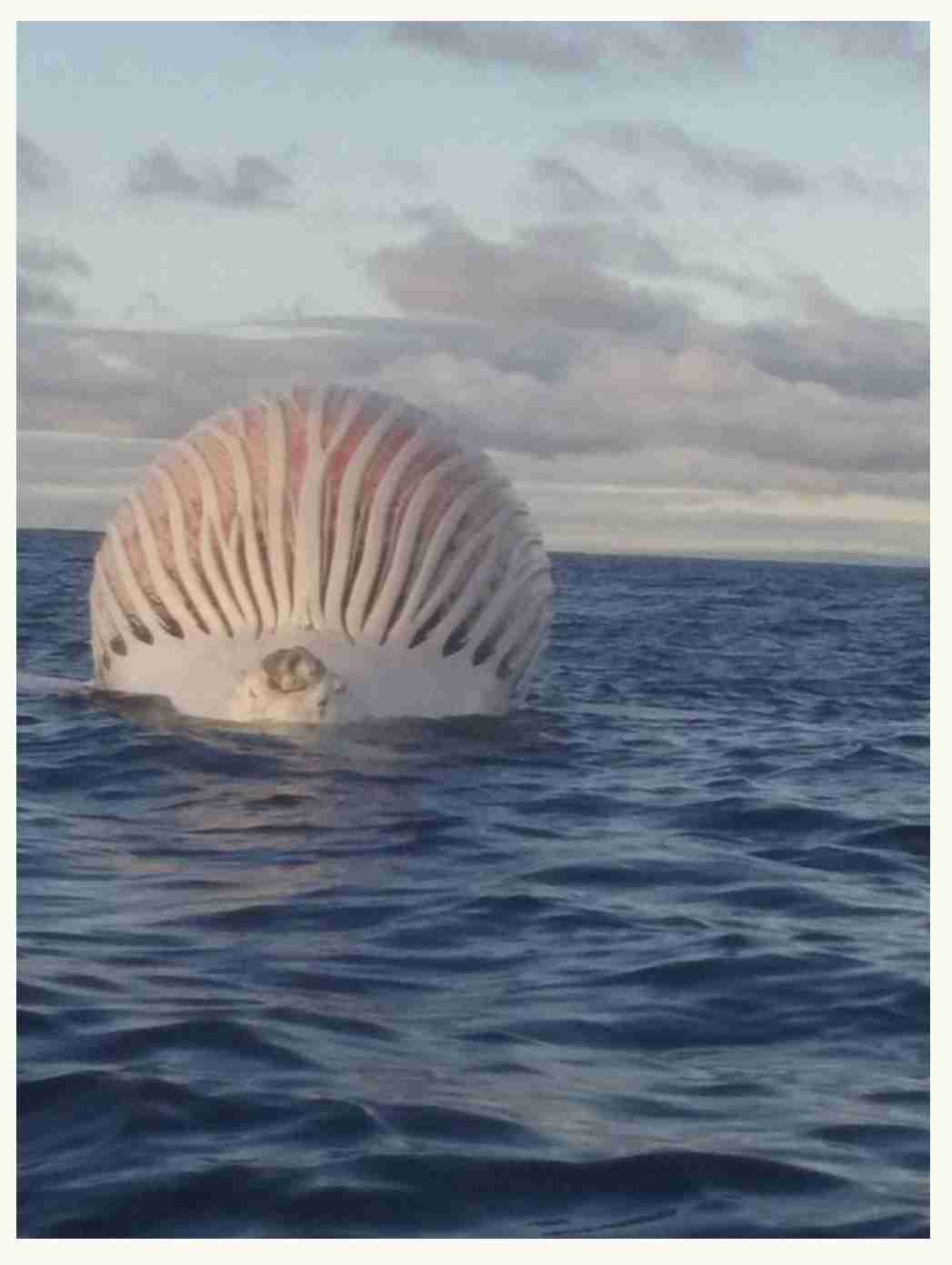 珍しいと思った画像トピ