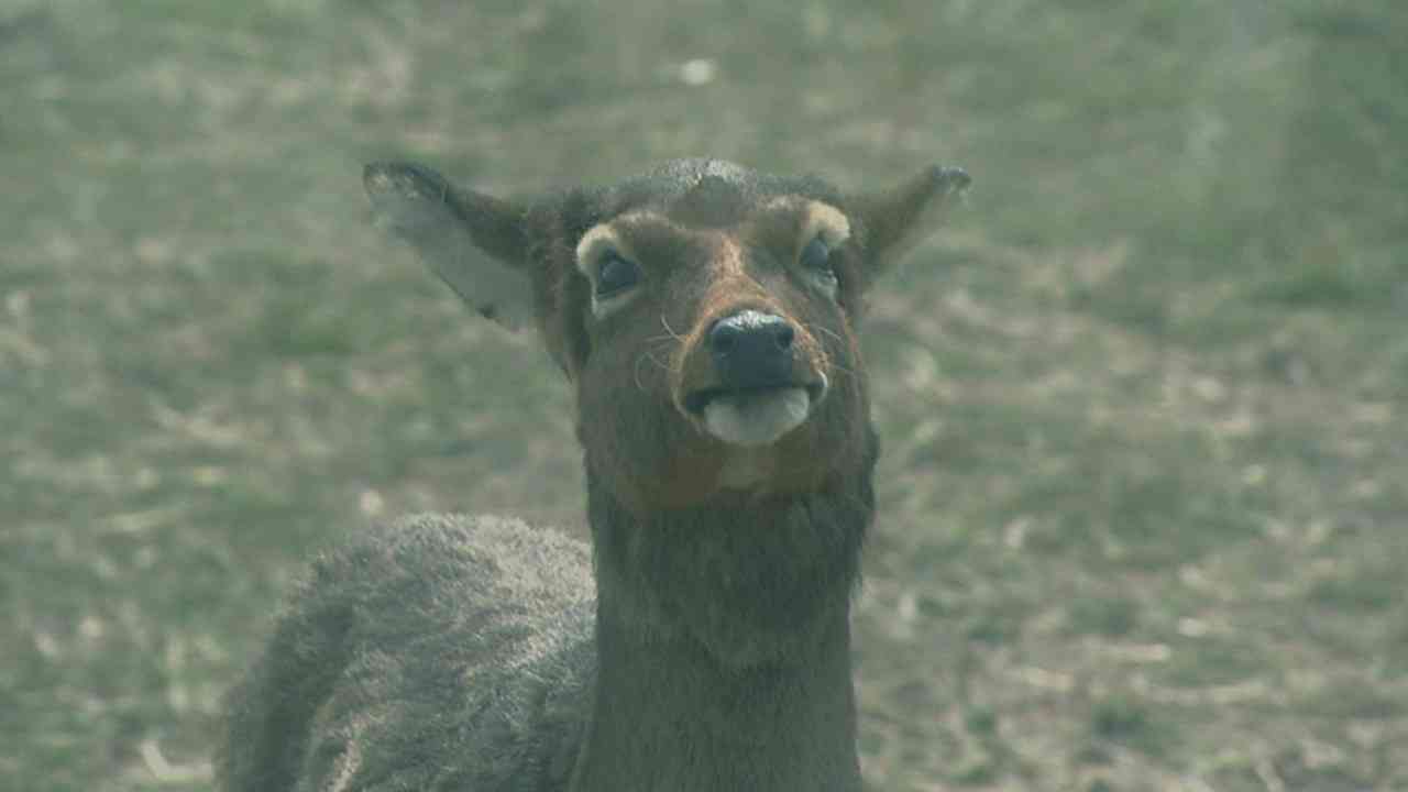 好きなドラマのサントラ