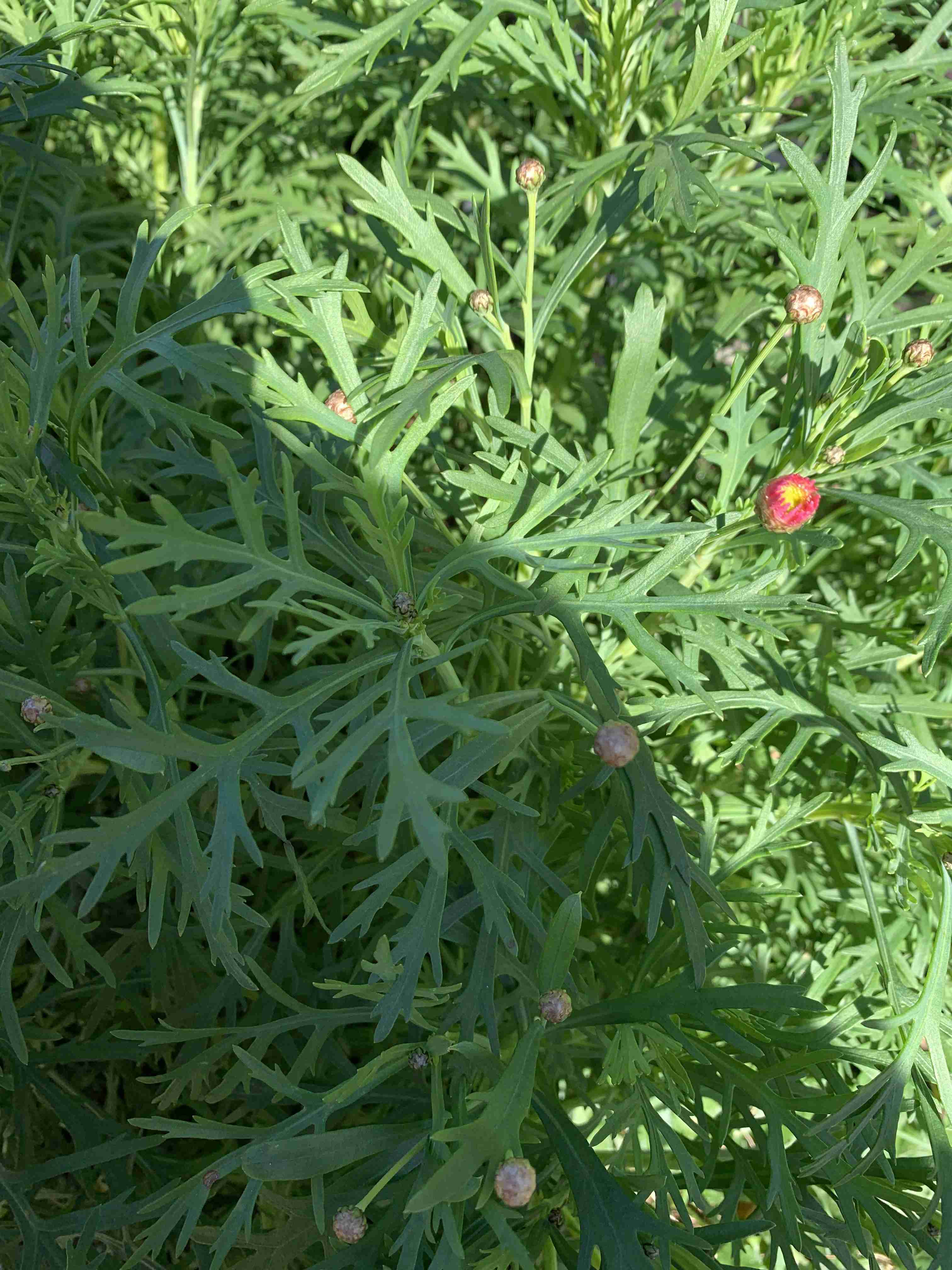 ガーデニングしてる人ならわかってくれそうなこと