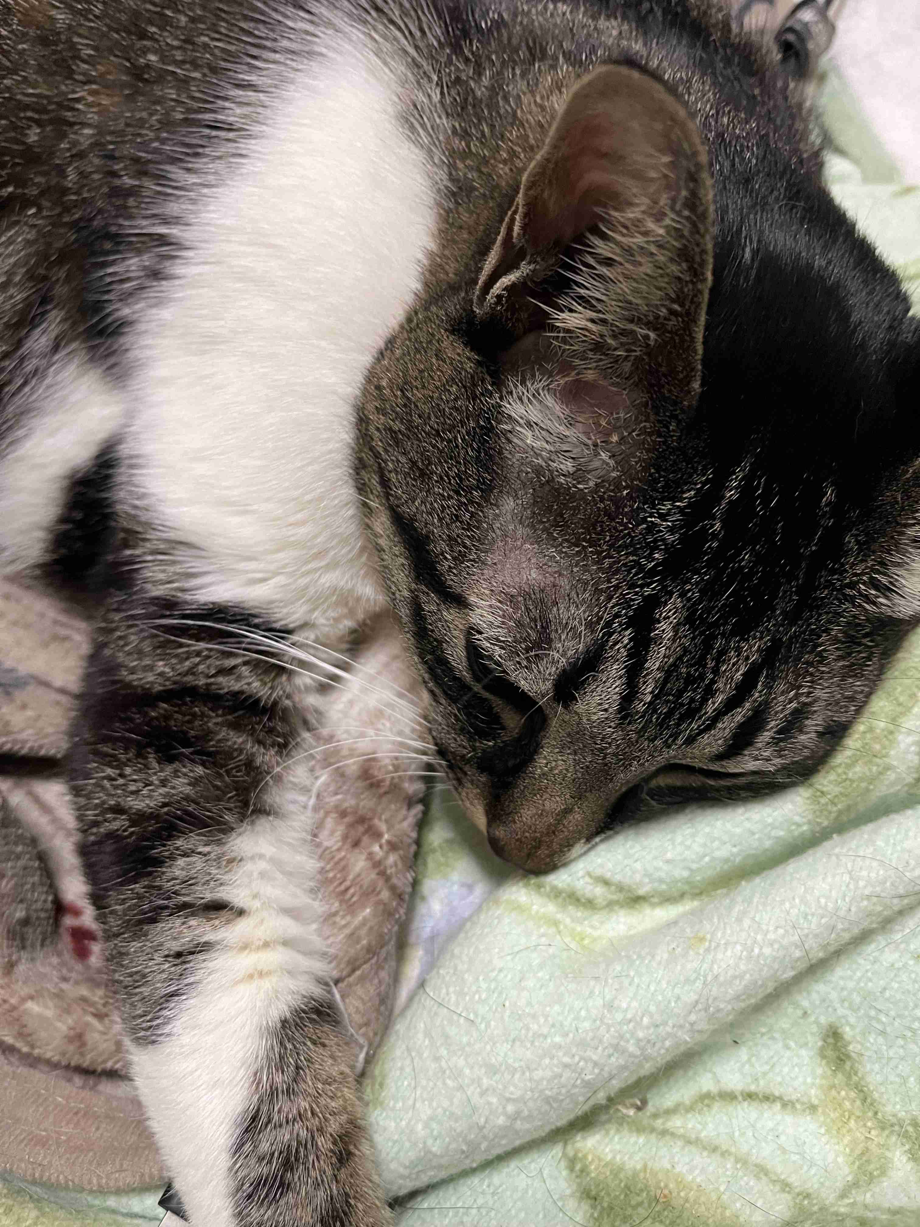 動物、ペットがのほほんと寝てる画像を見せて下さい