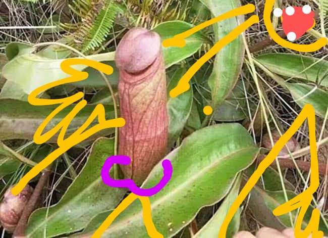 【ネタ注意】全くエロくないのにそういう風に見える画像を貼るトピ Part6