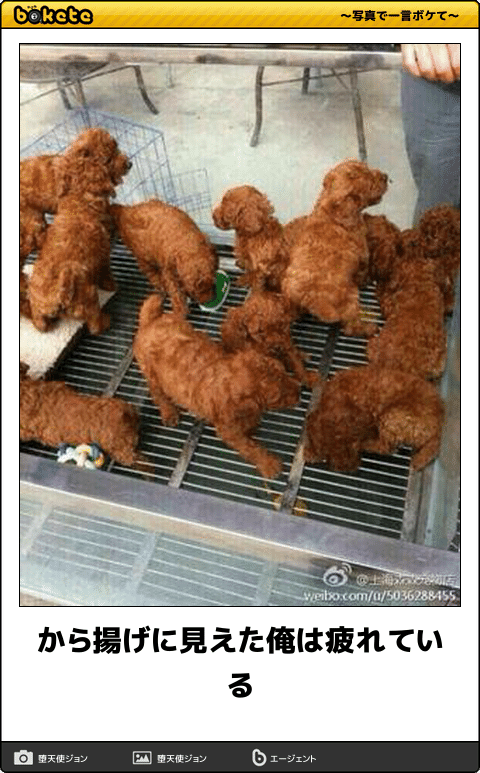 柴犬を食べ物判定するアプリ 『表示された料理名』に「ウケる」「似ているから仕方ないね」