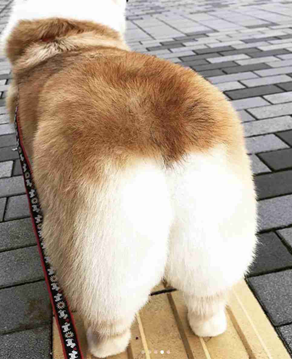 柴犬を食べ物判定するアプリ 『表示された料理名』に「ウケる」「似ているから仕方ないね」
