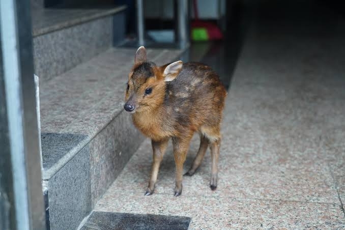 「クマが東京23区内に現れる日も遠くない」アライグマやハクビシンまで都会に出没する理由