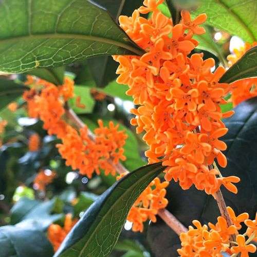 家の近所で楽しんでる季節ものPART２