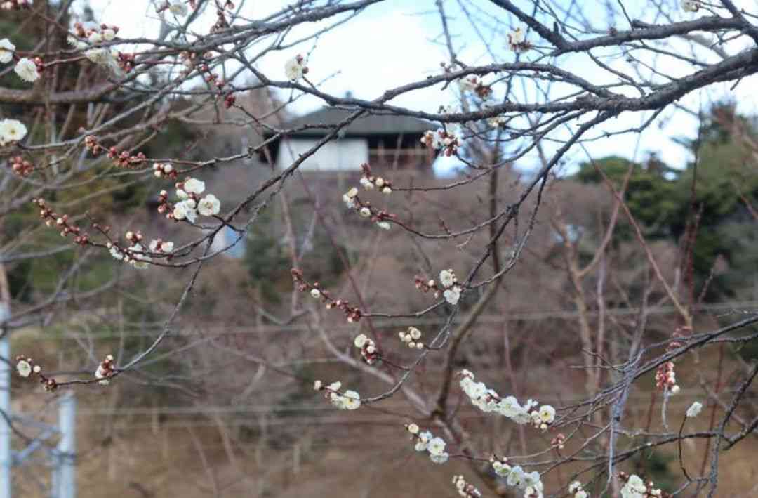 家の近所で楽しんでる季節ものPART２