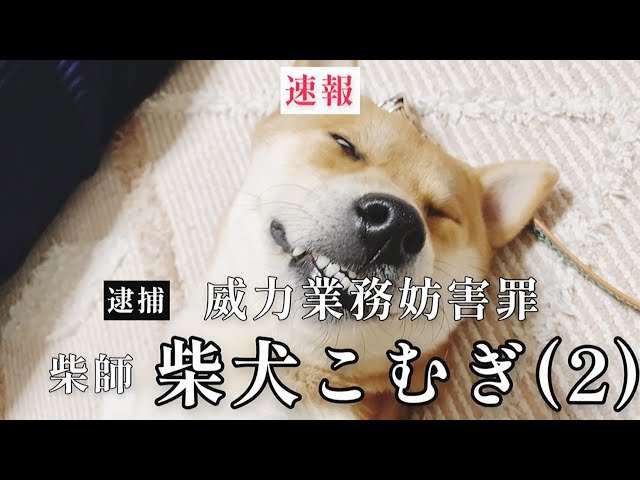 悪い顔選手権inガルちゃん Part2