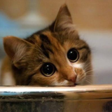 【ネットでは猫と犬が頂点】インターネットのヒエラルキーを描いた図解が万バズ!「そらそうよ」「文鳥以外は納得」とネット民は侃々諤々