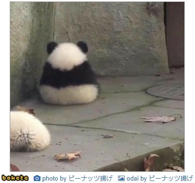 いろんな“おにぎり”が集まるトピ
