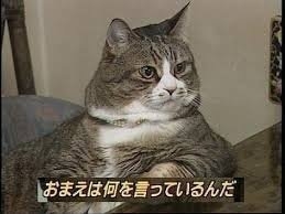 太って良かったことって何かありますか？