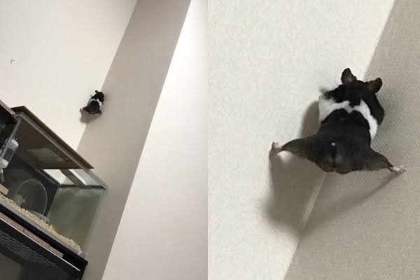 「脱走したと思ったら…」スパイ映画の主役になれそうなハムスターが激写される…!→「かわいいw」「これは気づかない」