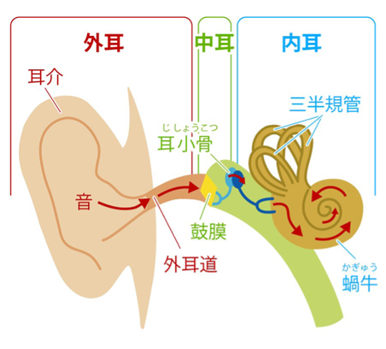 外耳炎、中耳炎なったことある人