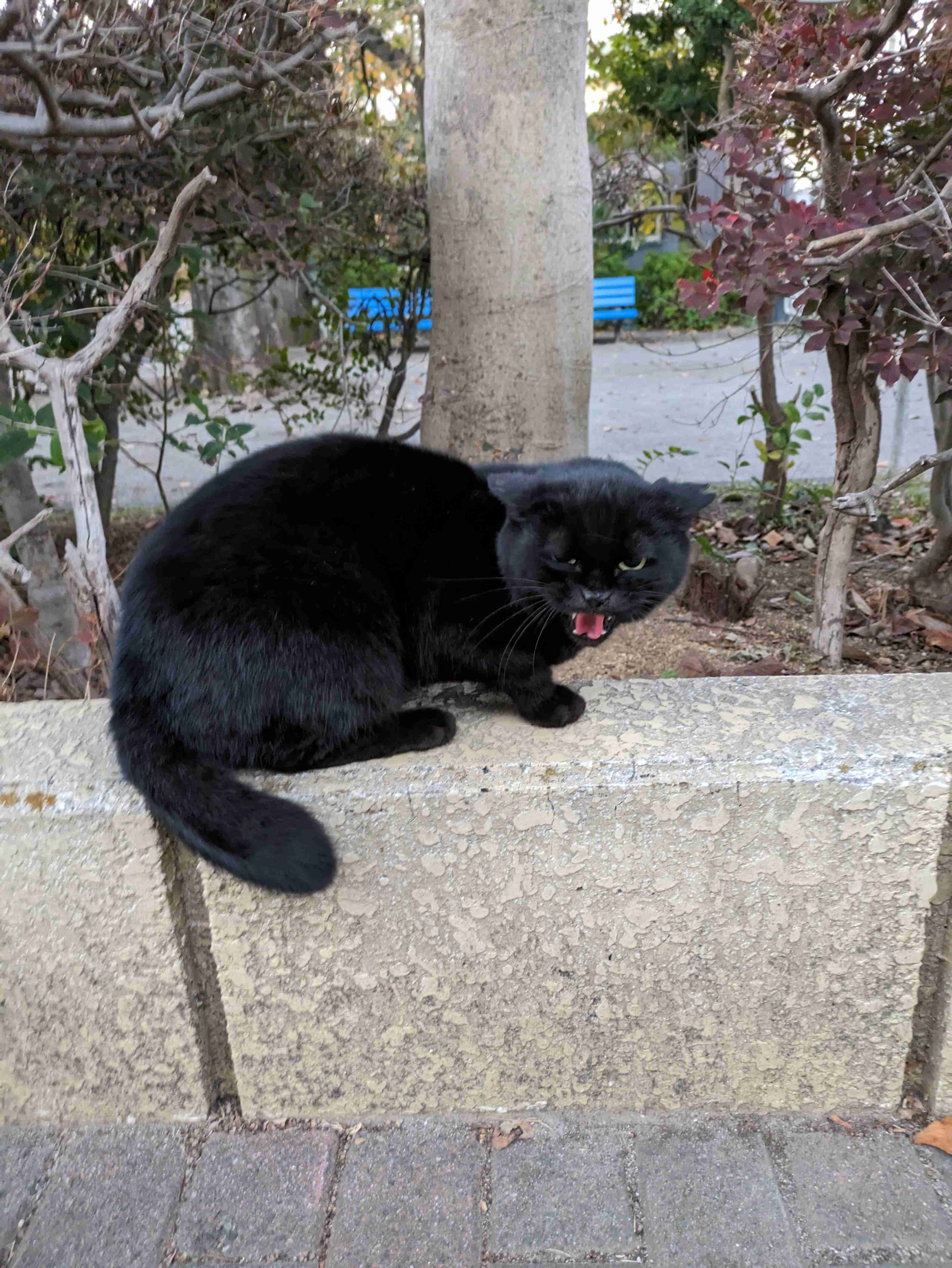 猫の画像を貼ると名前を付けてくれるトピ Part2