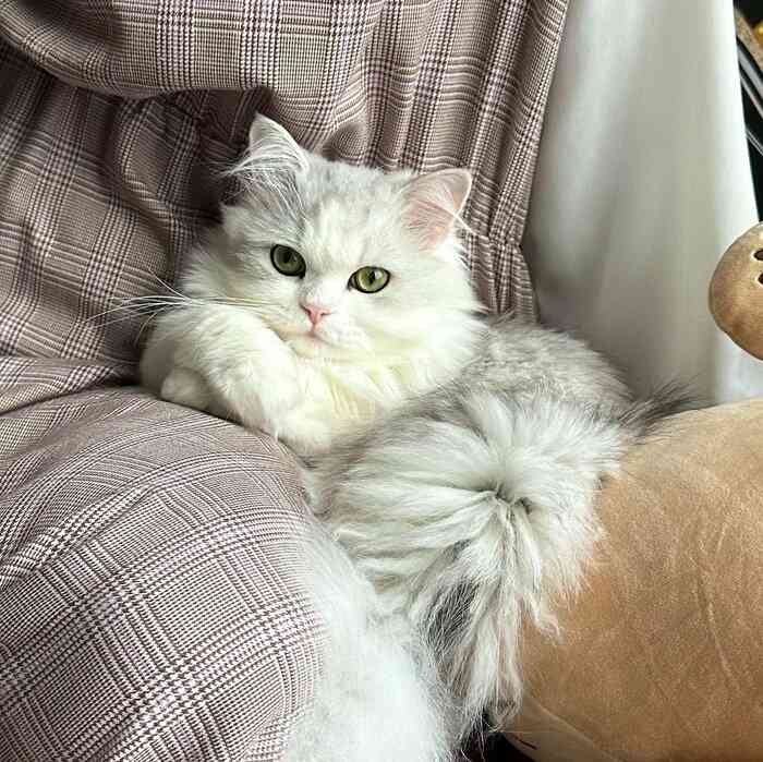 猫の画像を貼ると名前を付けてくれるトピ Part2