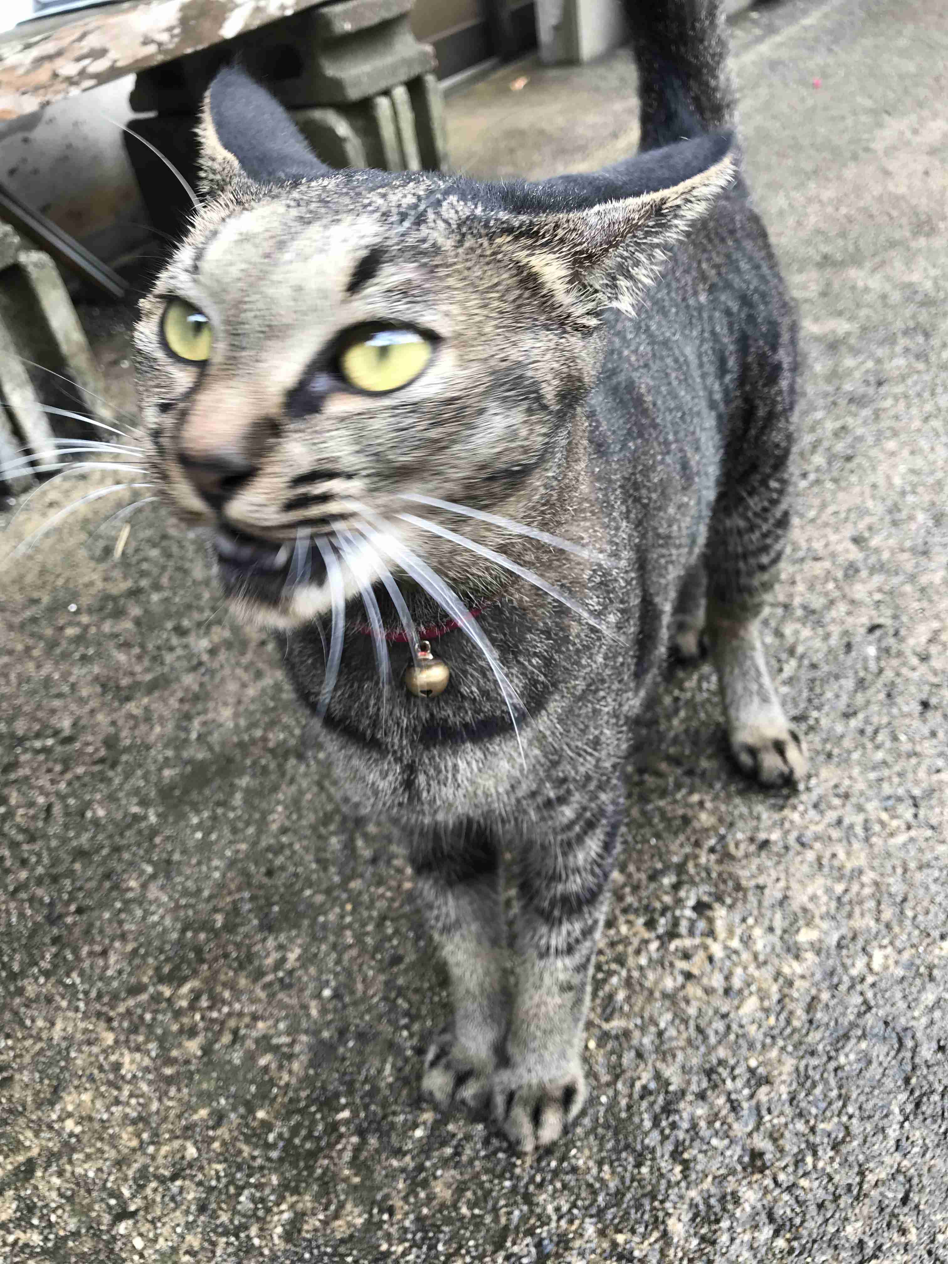 猫の画像を貼ると名前を付けてくれるトピ Part2