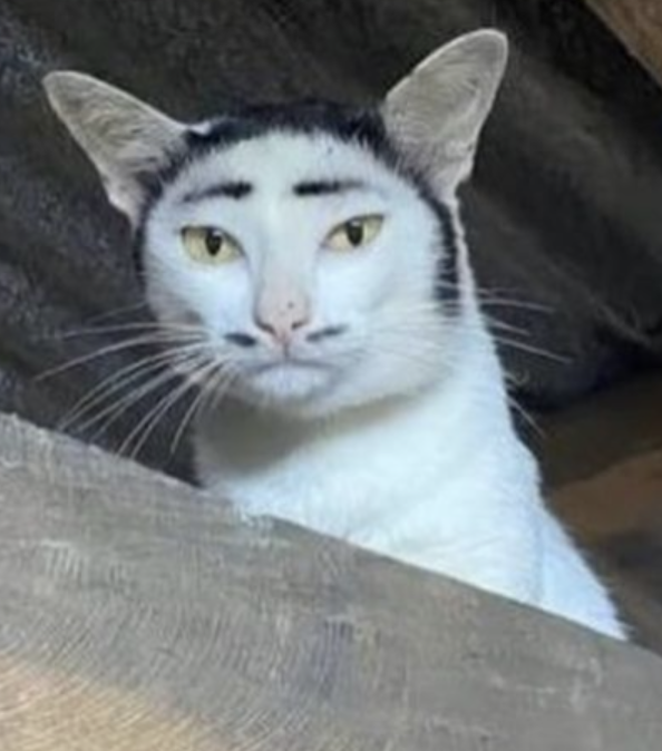 猫の画像を貼ると名前を付けてくれるトピ Part2