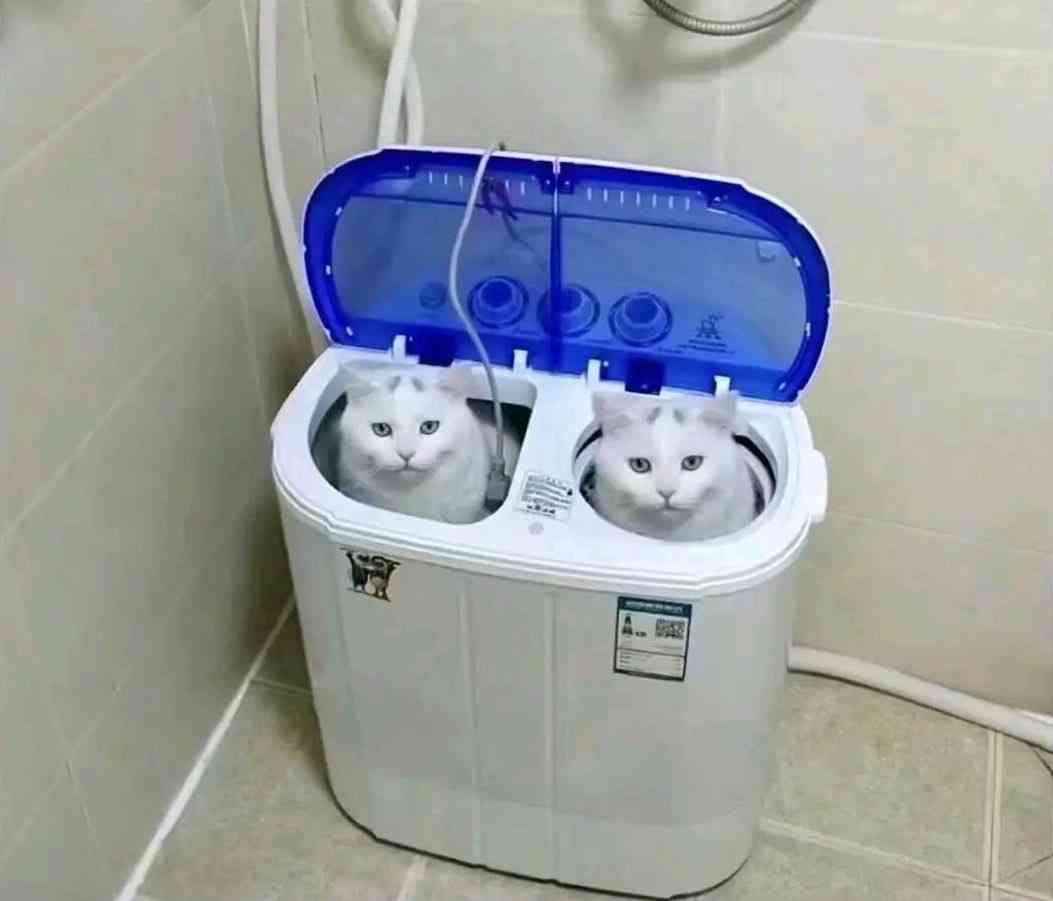 猫の画像を貼ると名前を付けてくれるトピ Part2