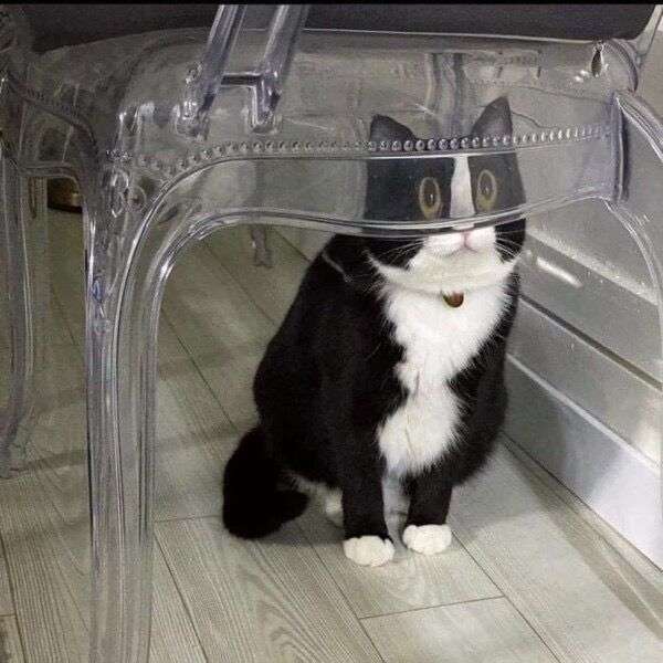 猫の画像を貼ると名前を付けてくれるトピ Part2