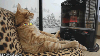 猫の画像を貼ると名前を付けてくれるトピ Part2