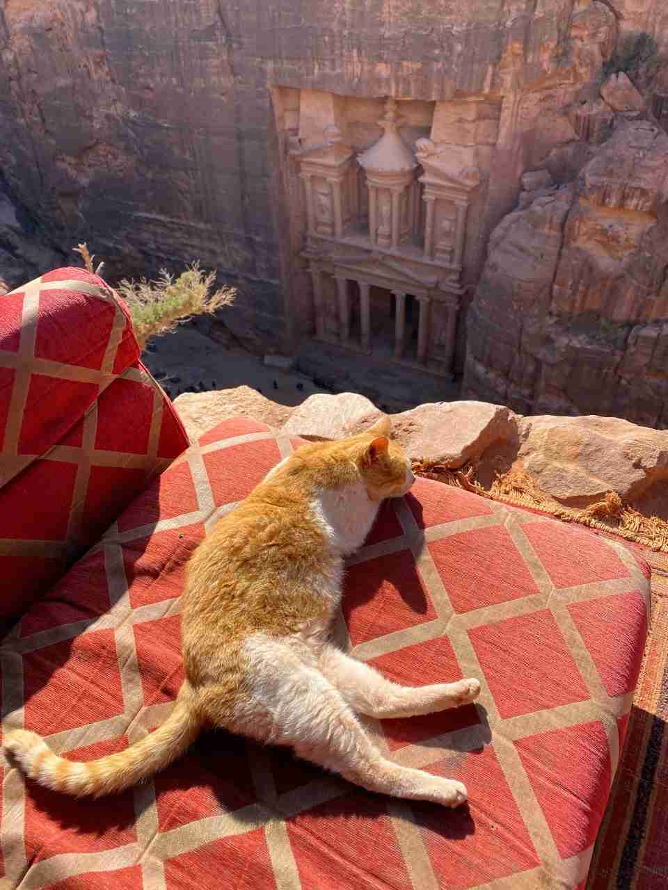 猫の画像を貼ると名前を付けてくれるトピ Part2