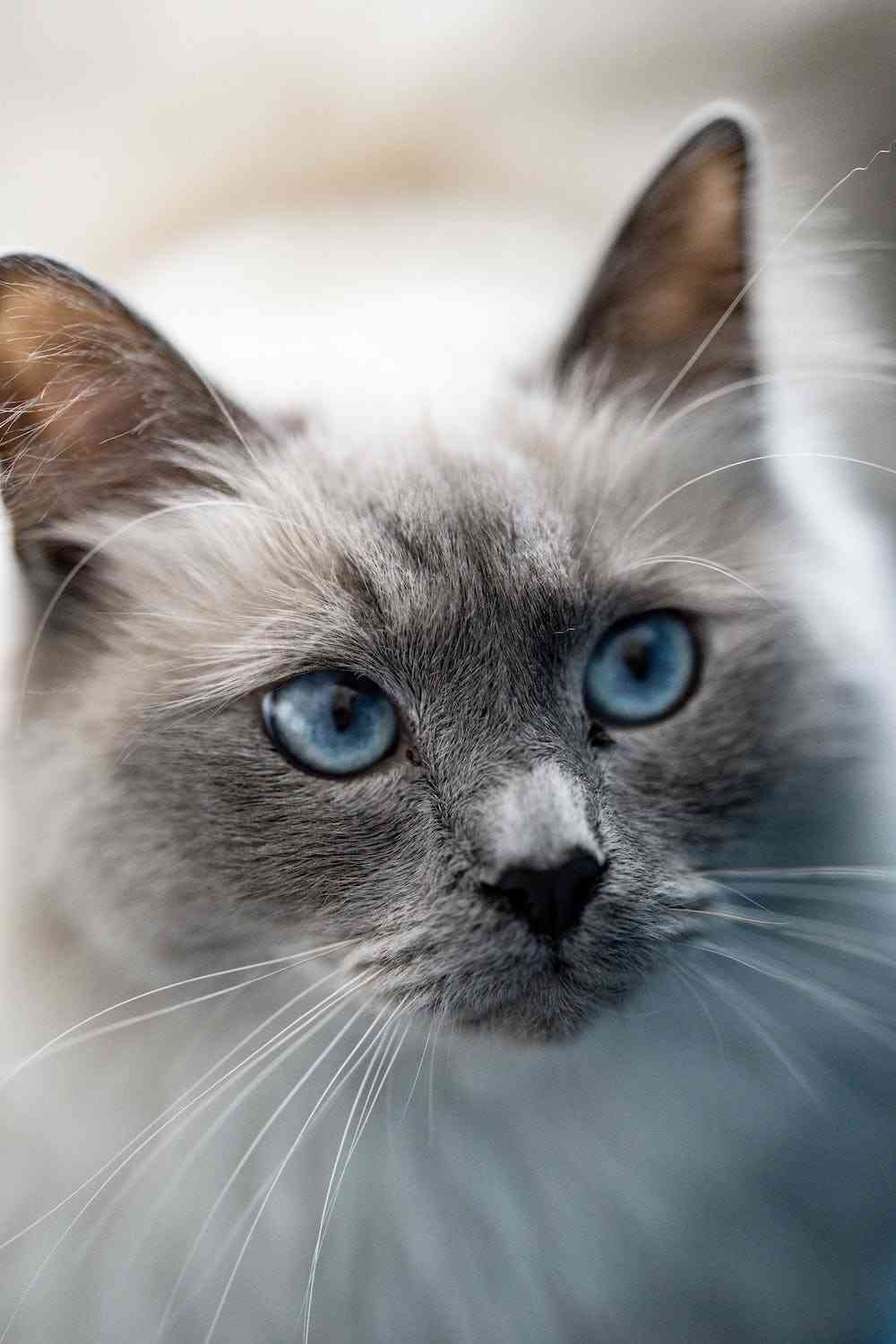 猫の画像を貼ると名前を付けてくれるトピ Part2