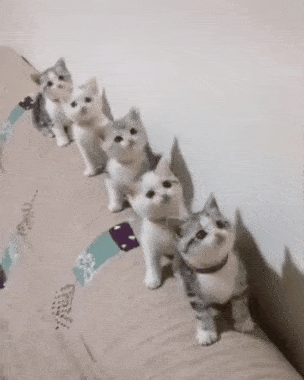猫の画像を貼ると名前を付けてくれるトピ Part2