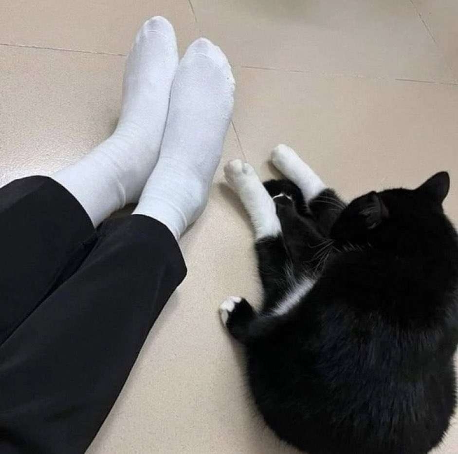猫の画像を貼ると名前を付けてくれるトピ Part2