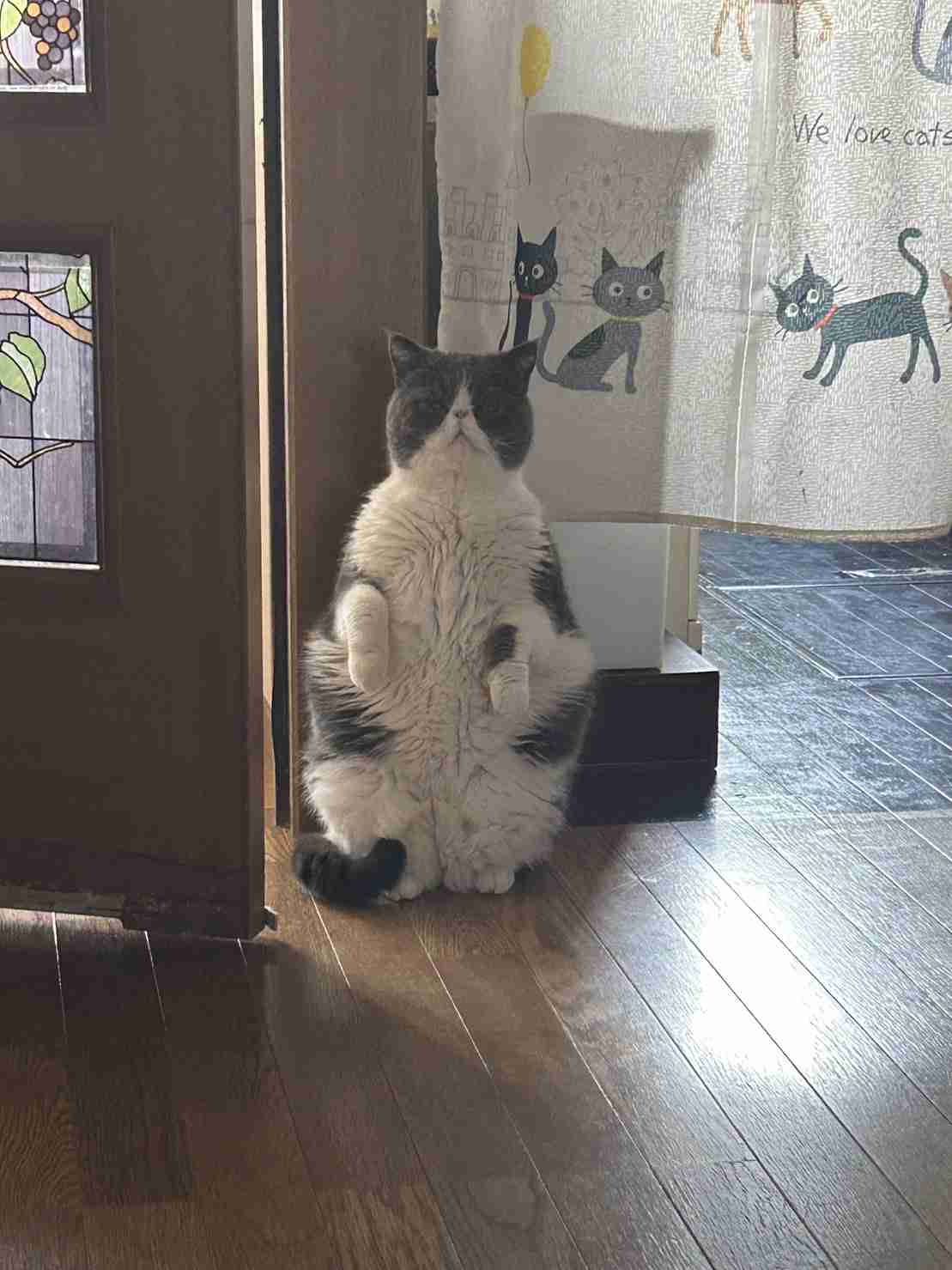 猫の画像を貼ると名前を付けてくれるトピ Part2