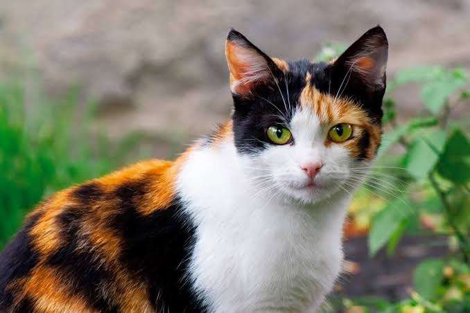 猫の画像を貼ると名前を付けてくれるトピ Part2