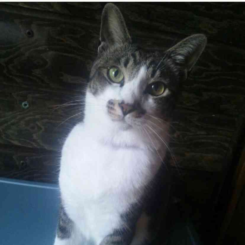 猫の画像を貼ると名前を付けてくれるトピ Part2