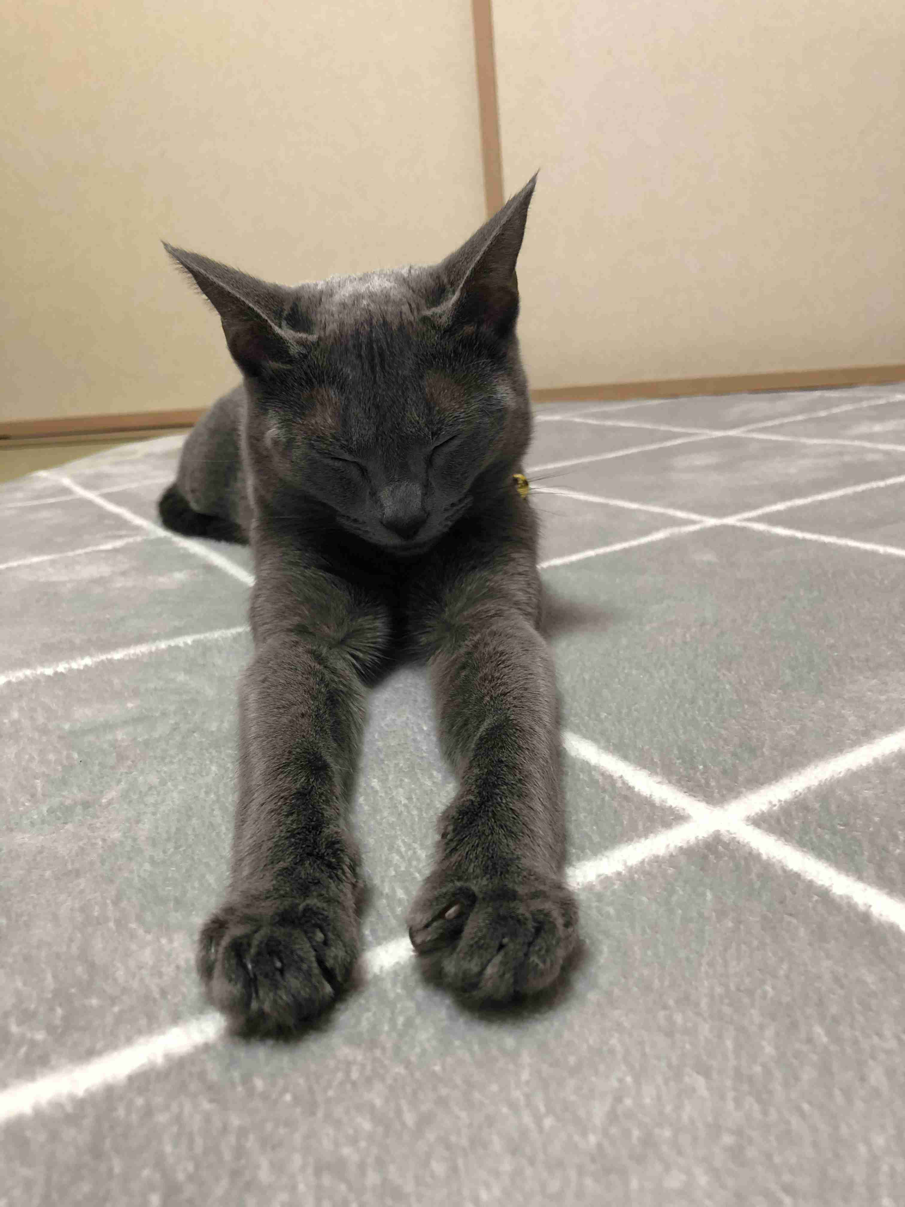 猫の画像を貼ると名前を付けてくれるトピ Part2