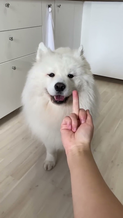 大型犬が好きな人が画像を貼ったり愛でたりするトピ