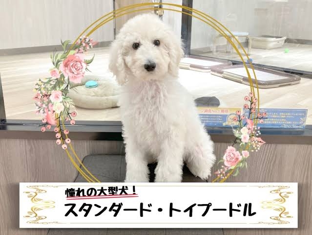 大型犬が好きな人が画像を貼ったり愛でたりするトピ