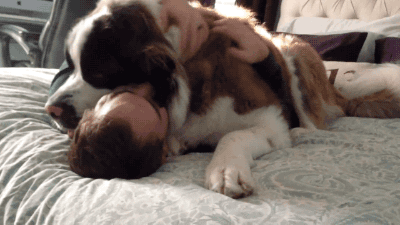大型犬が好きな人が画像を貼ったり愛でたりするトピ