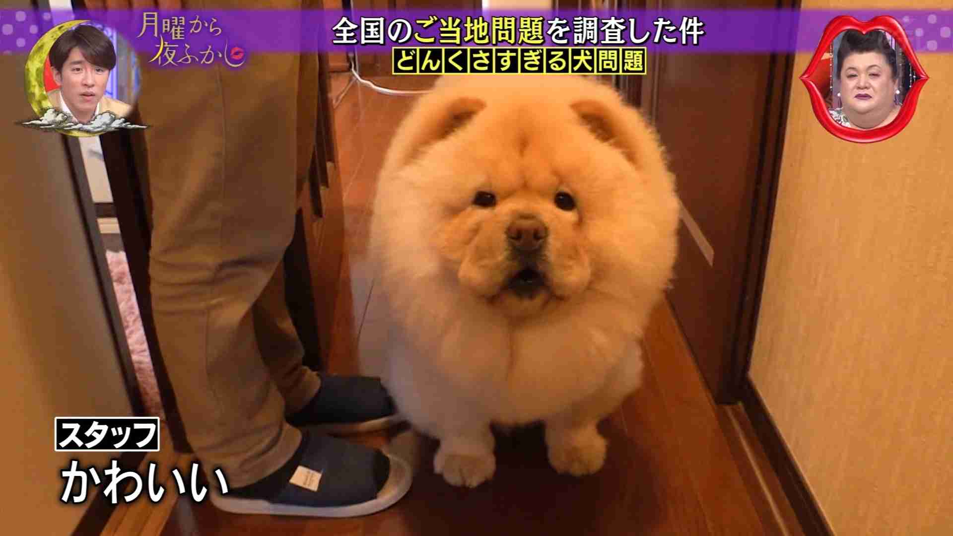 大型犬が好きな人が画像を貼ったり愛でたりするトピ