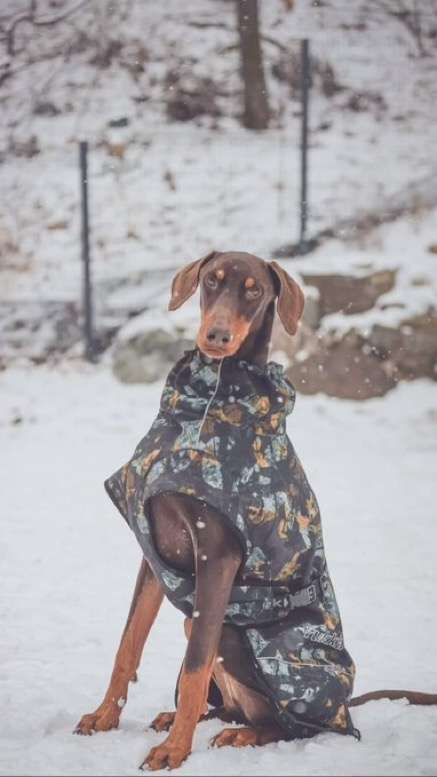 大型犬が好きな人が画像を貼ったり愛でたりするトピ