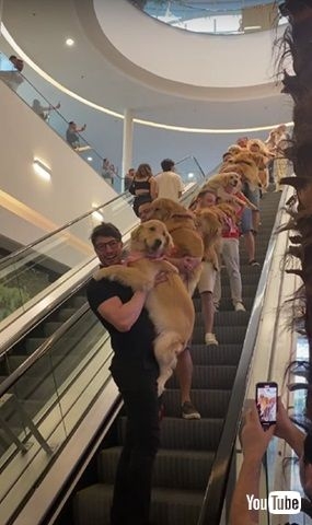 大型犬が好きな人が画像を貼ったり愛でたりするトピ