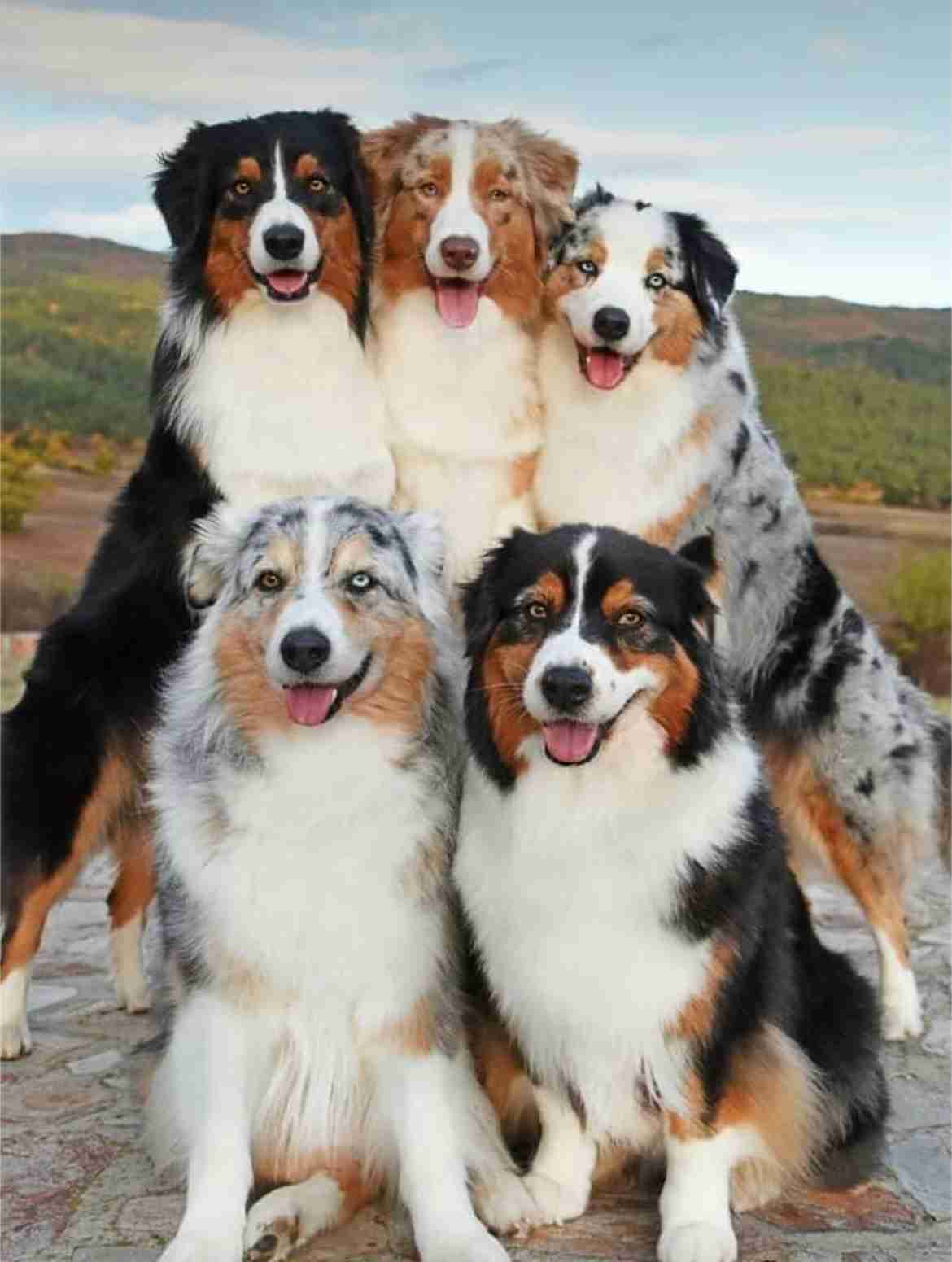 大型犬が好きな人が画像を貼ったり愛でたりするトピ