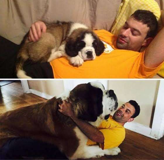 大型犬が好きな人が画像を貼ったり愛でたりするトピ
