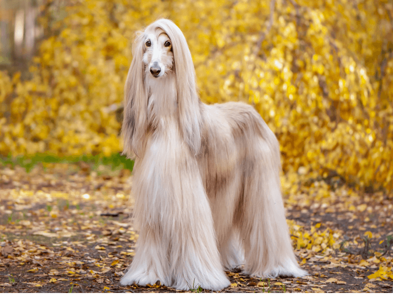 大型犬が好きな人が画像を貼ったり愛でたりするトピ