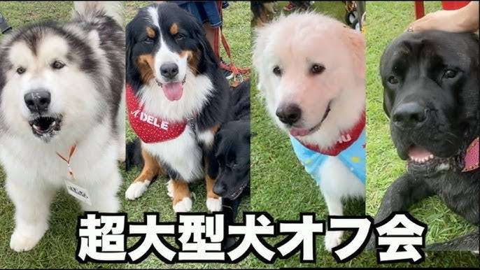 大型犬が好きな人が画像を貼ったり愛でたりするトピ