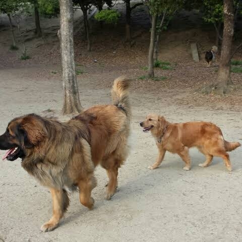大型犬が好きな人が画像を貼ったり愛でたりするトピ