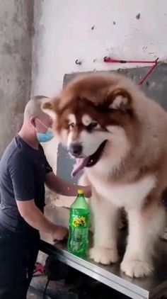 大型犬が好きな人が画像を貼ったり愛でたりするトピ