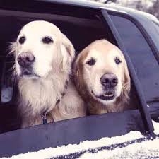 大型犬が好きな人が画像を貼ったり愛でたりするトピ